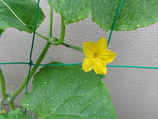 きゅうりの花