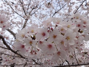 桜写真